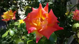 Rose Rose